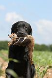 LABRADOR 440